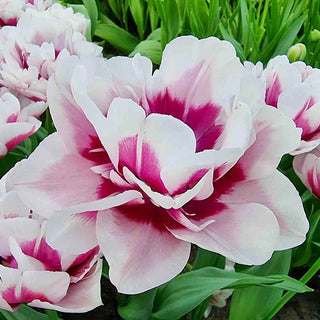 La Delicatesse Tulip