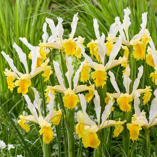 Lemon Shark Dutch Iris