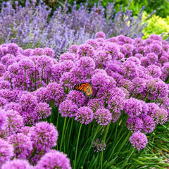 Serendipity Allium – Breck's