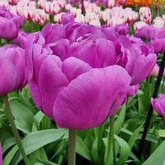 Tulip Backpacker – Breck's