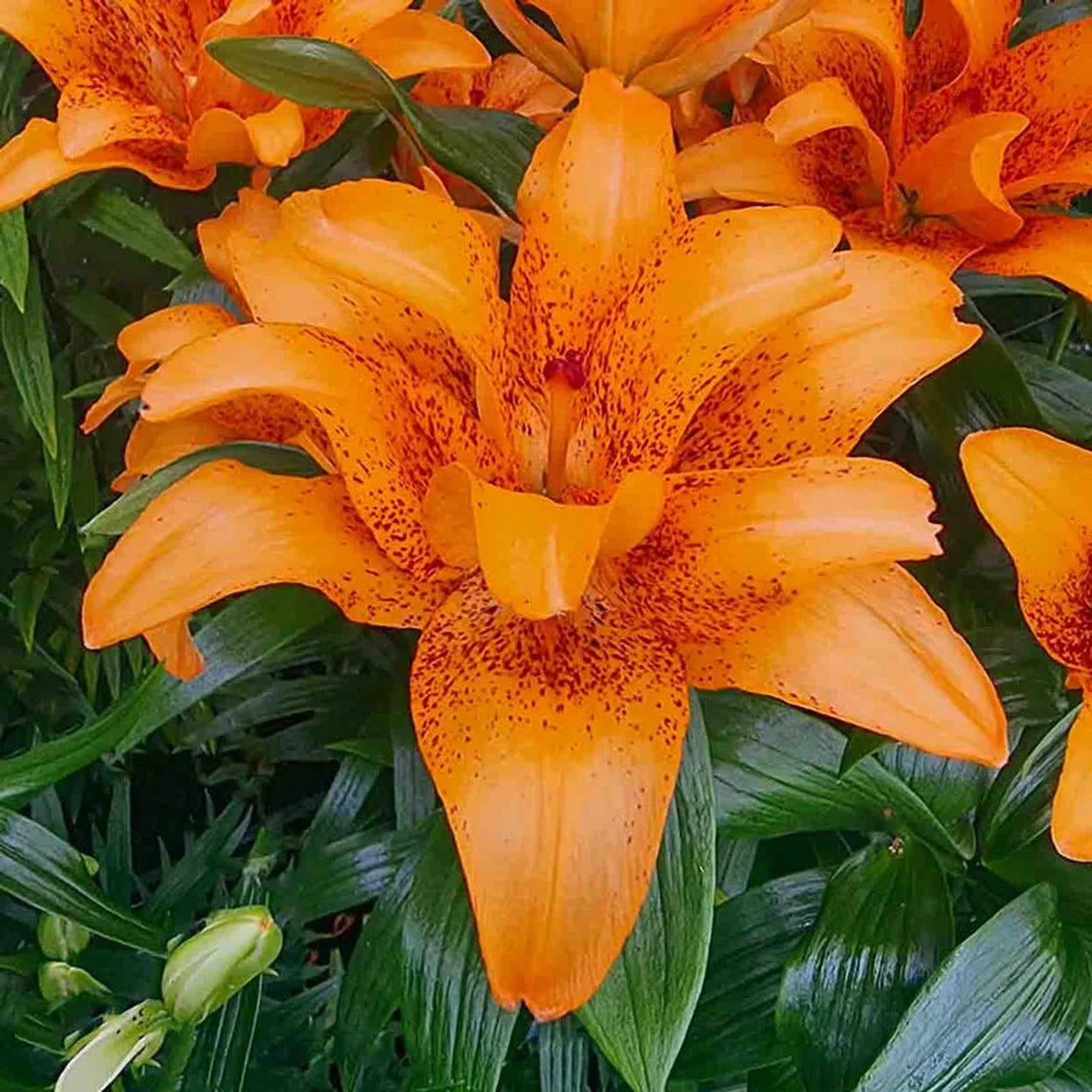 double lily flower Double Love Lily
