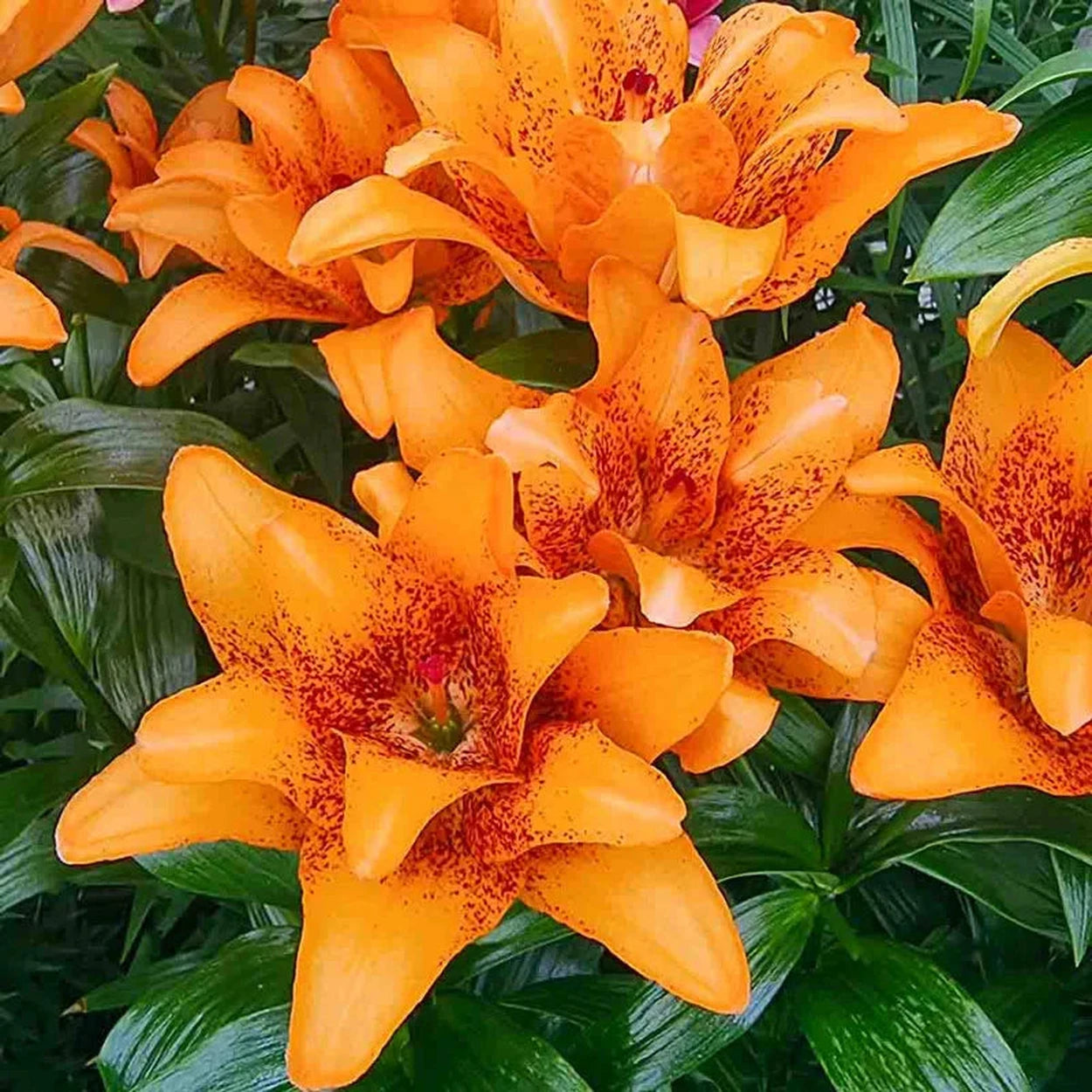 bright orange asiatic lily Double Love Lily
