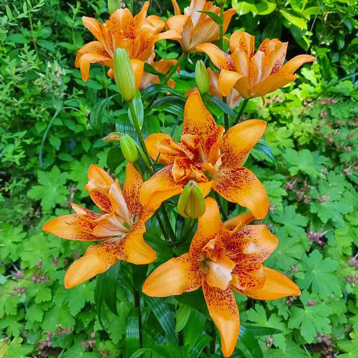 double lily flower Double Love Lily