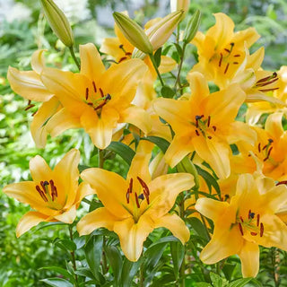 Corcovado Lily Tree®