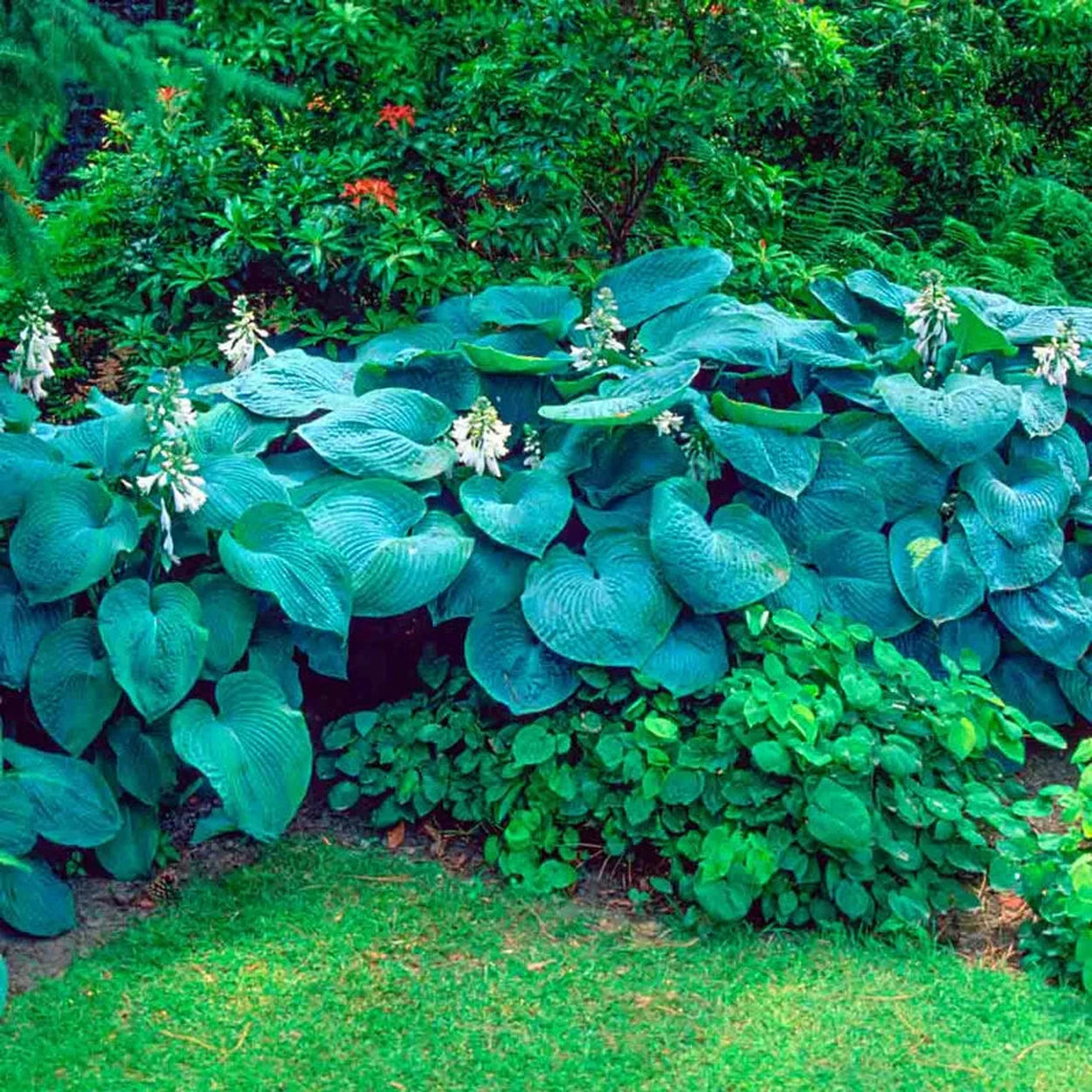 potted hosta plants for sale Sieboldiana Elegans Hosta