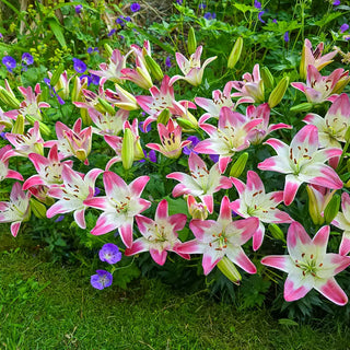 Strawberry Swirl Carpet Border Lily™