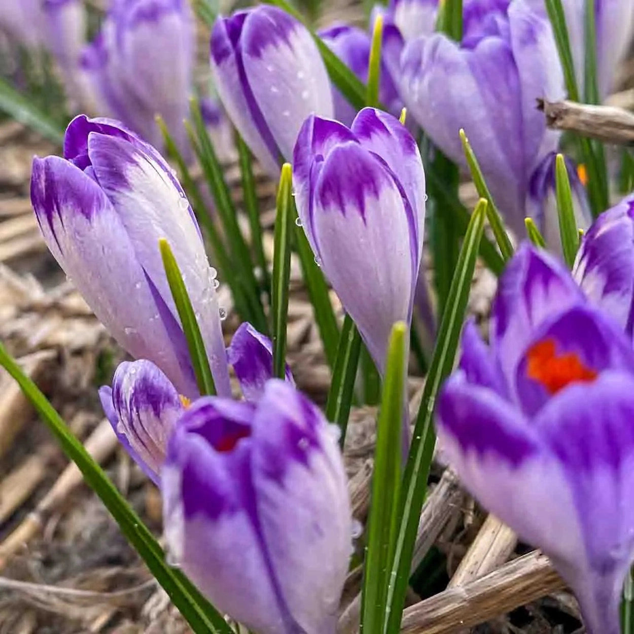 crocus lavender plants Harry Hay Crocus