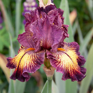 High Octane Bearded Iris