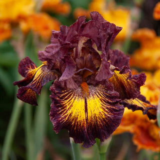 High Octane Bearded Iris
