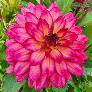 Ocean of Love Dahlia