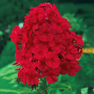 Red Riding Hood Phlox