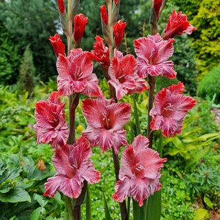 Strawberry Swirl Gladiolus