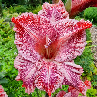 Strawberry Swirl Gladiolus