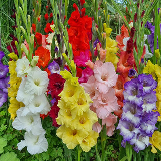 2 Months of Gladiolus Mixture