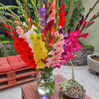 2 Months of Gladiolus Mixture