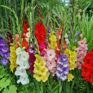 2 Months of Gladiolus Mixture