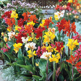 Tall Canna Greenleaf Mixture Super Sak®