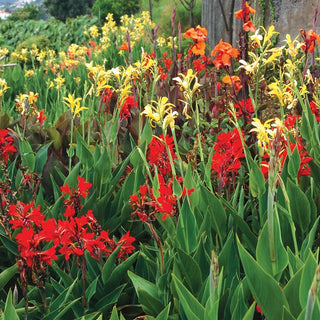 Tall Canna Greenleaf Mixture Super Sak®