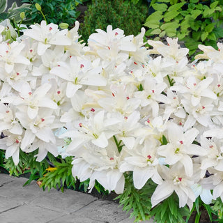 Pura Puro Carpet Border Lily™