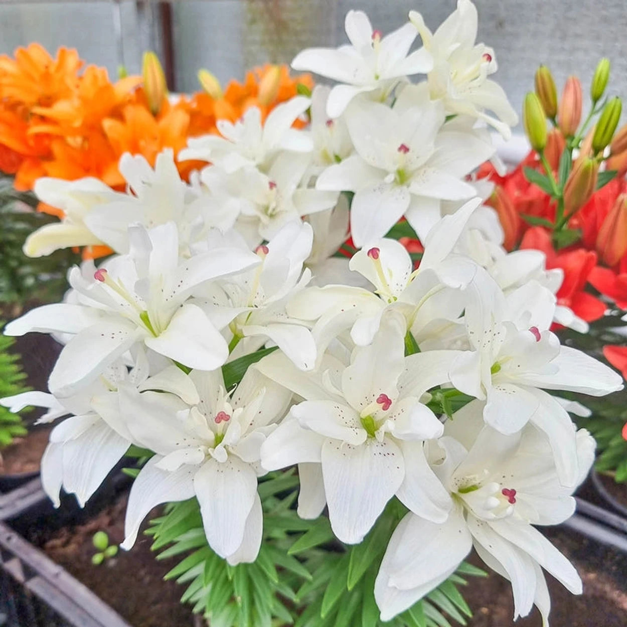 white lily border Pura Puro Carpet Border Lily Bulbs | Shop Online