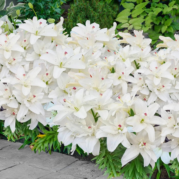 white carpet lily Pura Puro Double Carpet Border Lily™