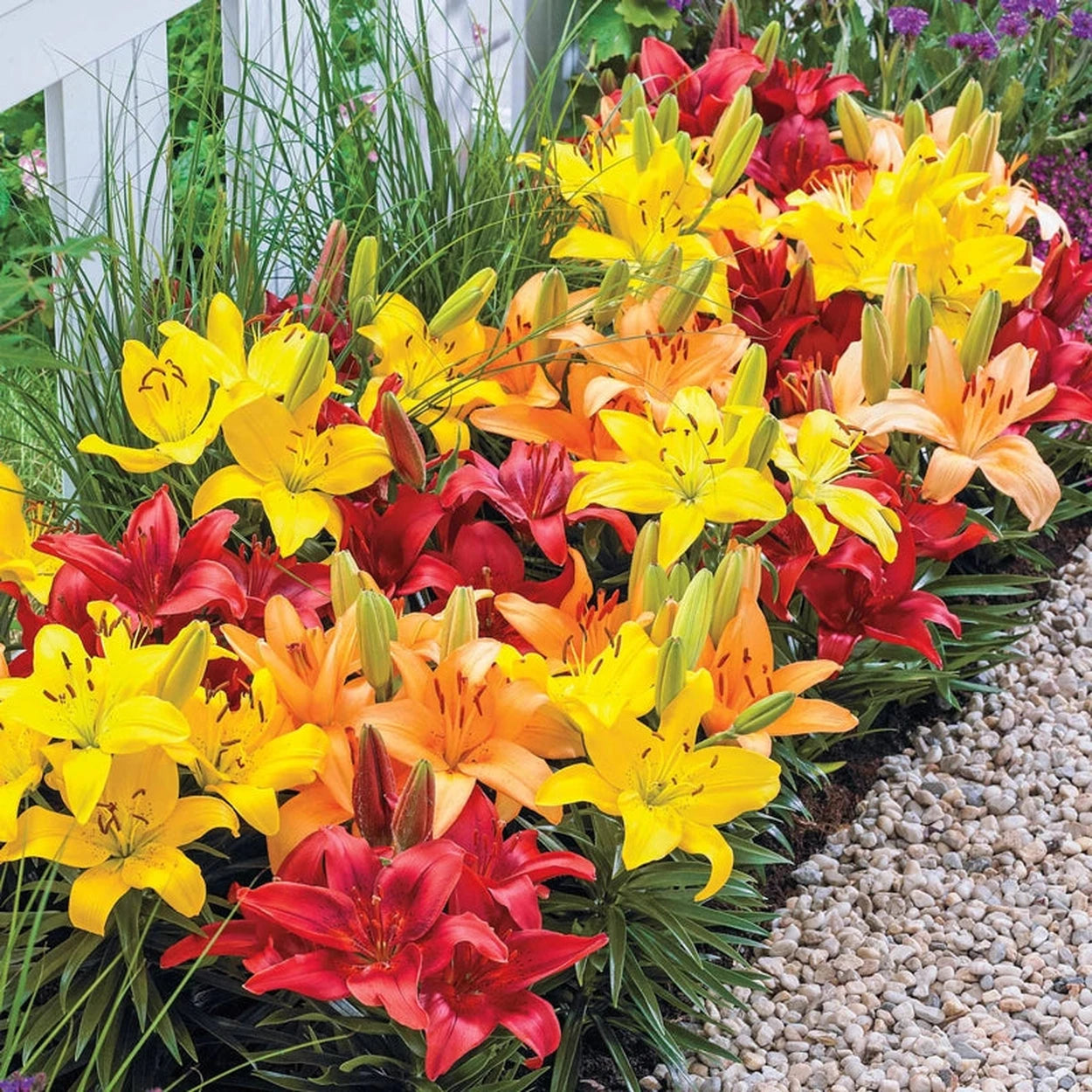 sunset asiatic lily Buy Sunset Carpet Border Lily