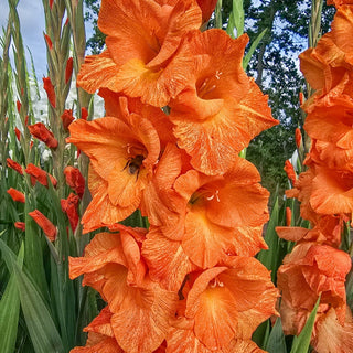 Fingerprint Orange Gladiolus