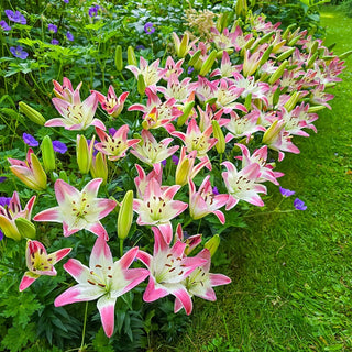 Strawberry Swirl Carpet Border Lily