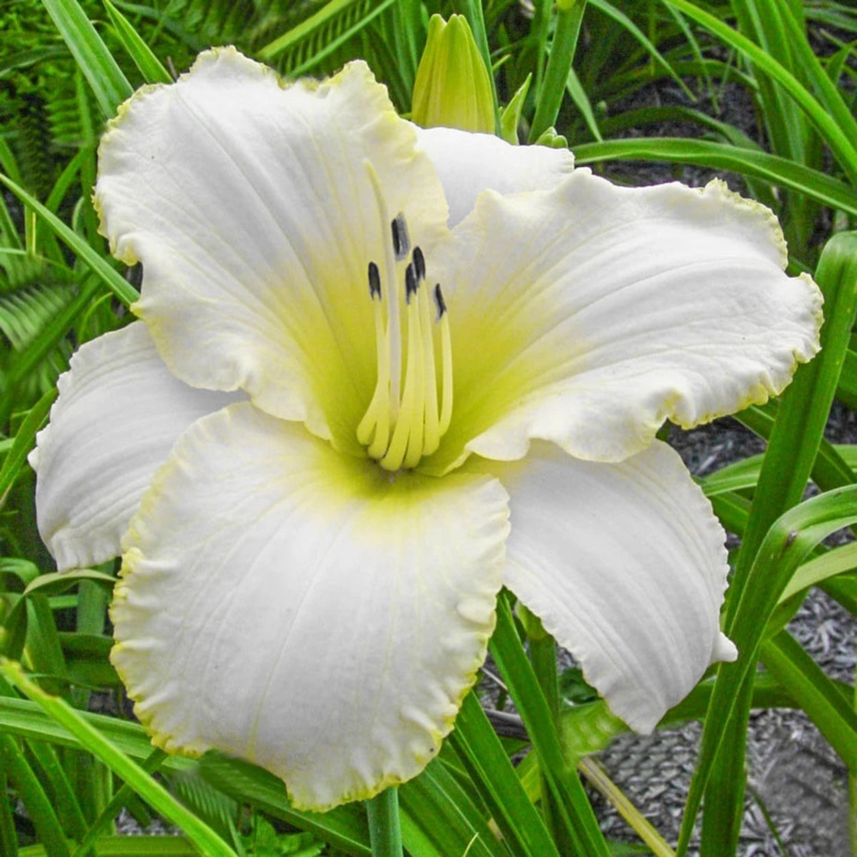 white day lily Blizzard Bay Daylily