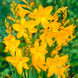 George Davison Crocosmia