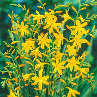 George Davison Crocosmia