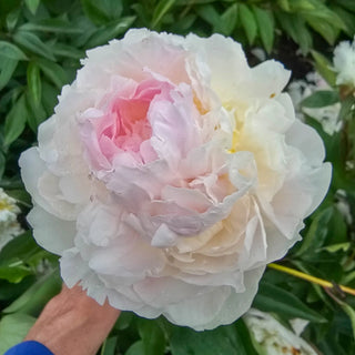 Florence Nicholls Peony