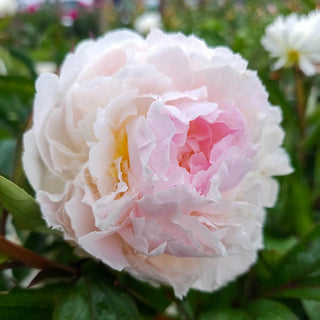 Florence Nicholls Peony