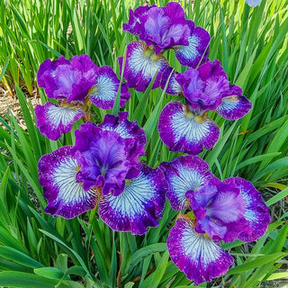 Something Shocking Siberian Iris