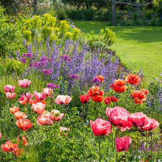Poppy Mixture Oriental Poppy Mixture – Breck's
