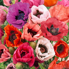 Oriental Poppy Mixture – Breck's