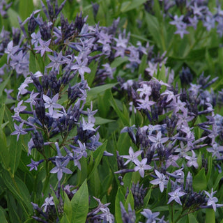 Blue Ice Amsonia