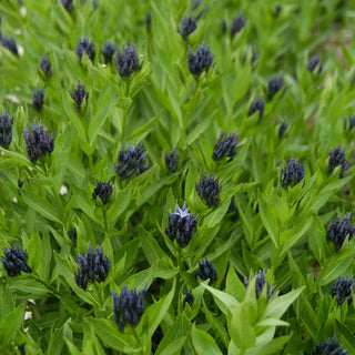 Blue Ice Amsonia