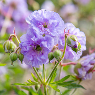 Cloud Nine Hardy Geranium