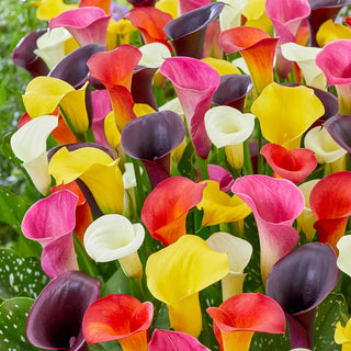 Festival Lights Calla Lily Mixture