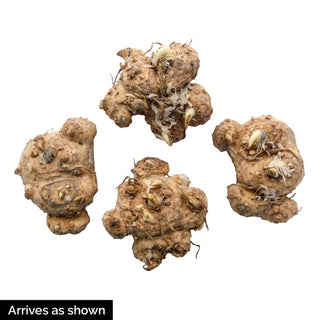 Festival Lights Calla Lily Mixture