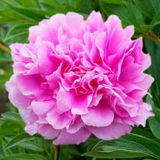 Dinner Plate Peony