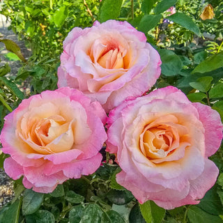 Premium Rose Bushes – Shrubs, Climbers & Hybrid Teas | Breck’s