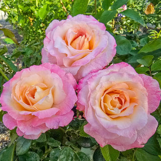 Matrimony Hybrid Tea Rose