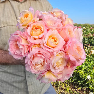 Matrimony Hybrid Tea Rose