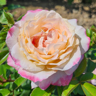 Matrimony Hybrid Tea Rose