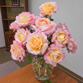 Matrimony Hybrid Tea Rose
