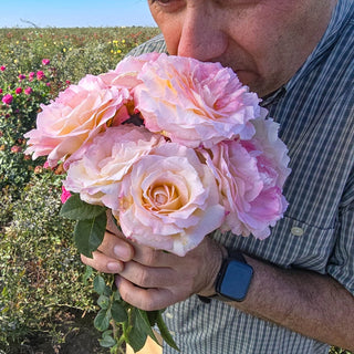 Matrimony Hybrid Tea Rose