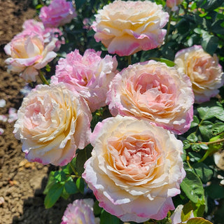 Matrimony Hybrid Tea Rose