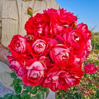 Premium Rose Bushes – Shrubs, Climbers & Hybrid Teas | Breck’s